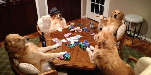 are dogs allowed casinos