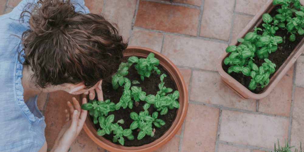 fresh mint brings luck