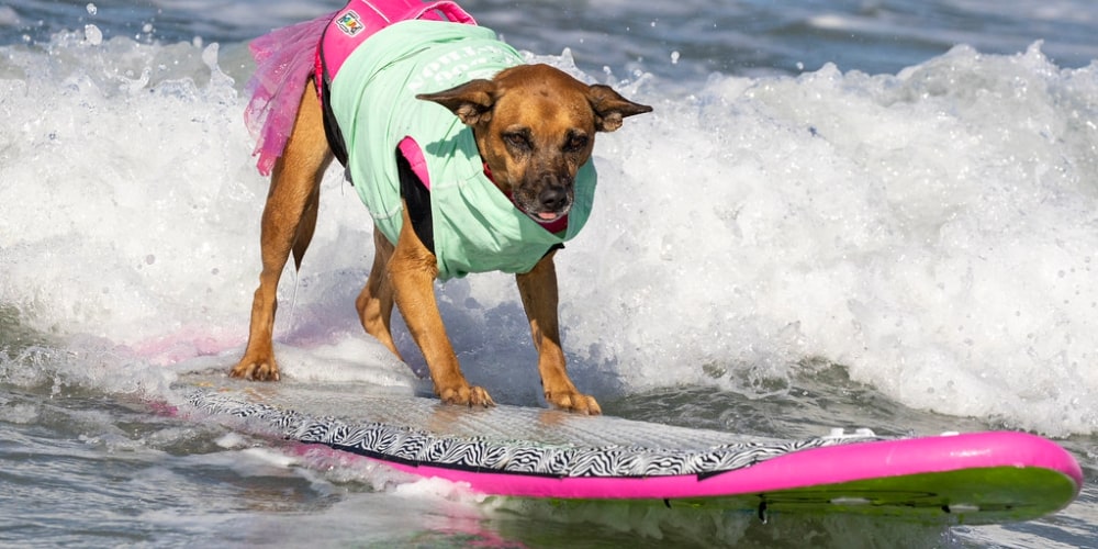 A Concise Guide To Betting On Dog Surfing