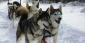 Best Movies About Dog-Sledding Ever Made