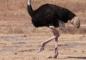 A Guide To Ostrich Race Betting For Beginners