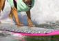 A Concise Guide To Betting On Dog Surfing